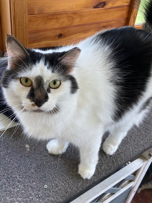 Simone