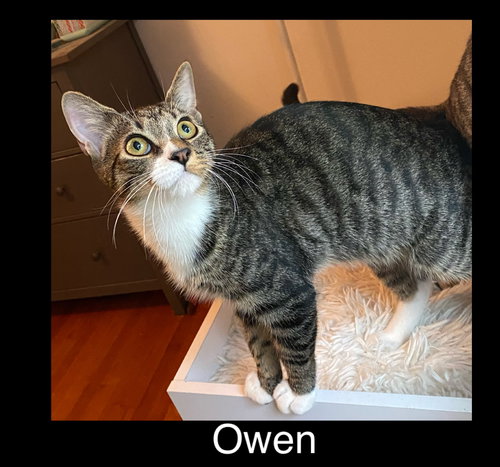 Owen