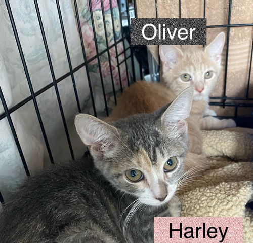 Harley (with Oliver)