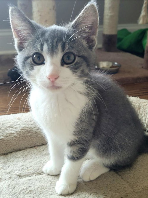 Sophia