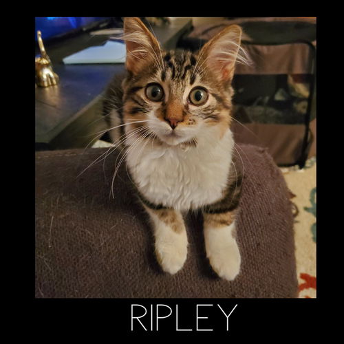 Ripley