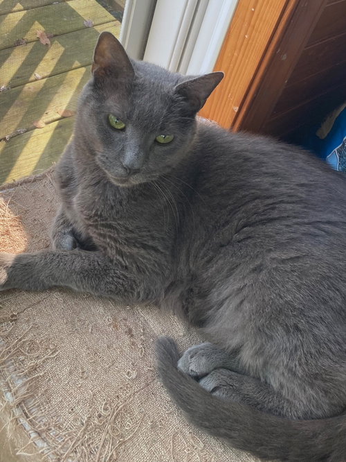 Cosmo