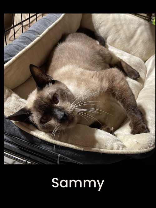 Sammy Siamese