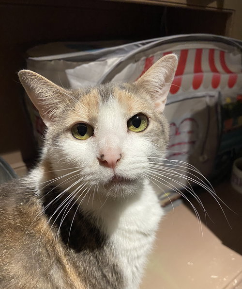 Coco