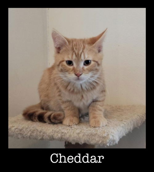 Cheddar (with Feta)