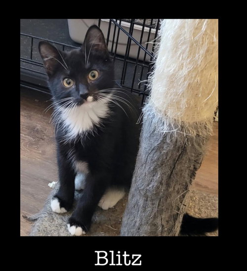 Blitz