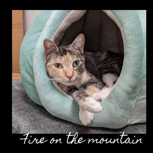 Fire on the Mountain