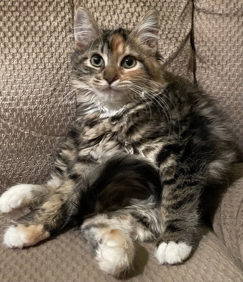 Princess
