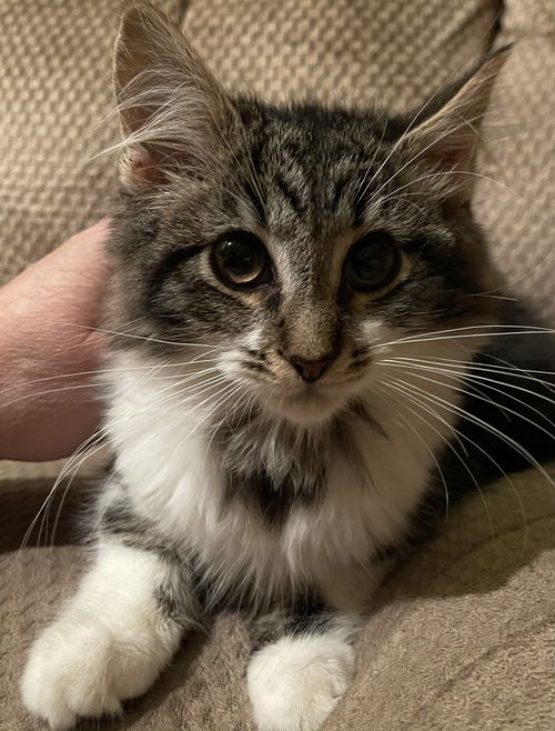 Gizmo
