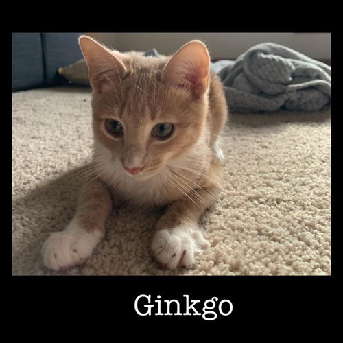 Gingko
