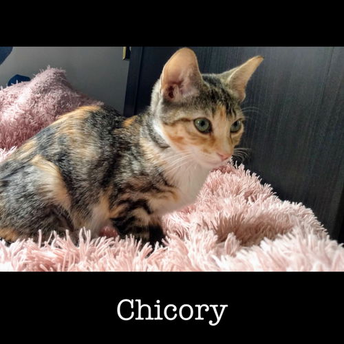 Chicory