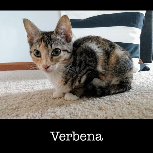 Verbena