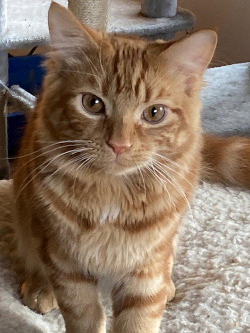 Simba (with Nila)