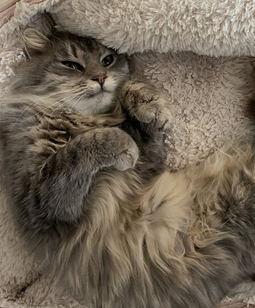 Ludwig
