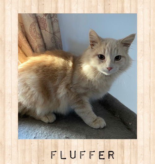 Fluffer