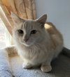 Fluffer