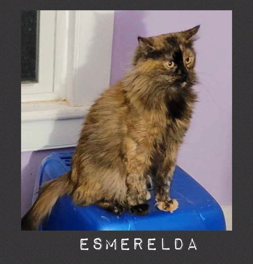 Esmerelda