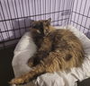 Esmerelda