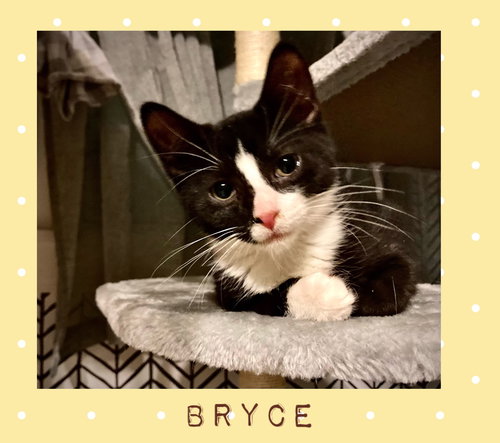 Bryce