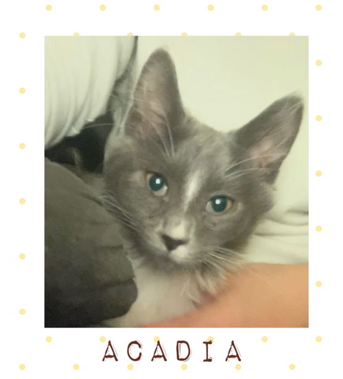 Acadia