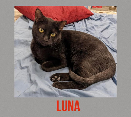 Luna