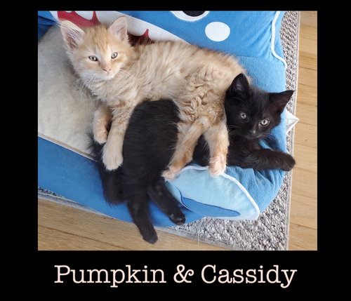 Pumpkin (with Cassidy)