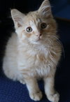 Pumpkin (with Cassidy)