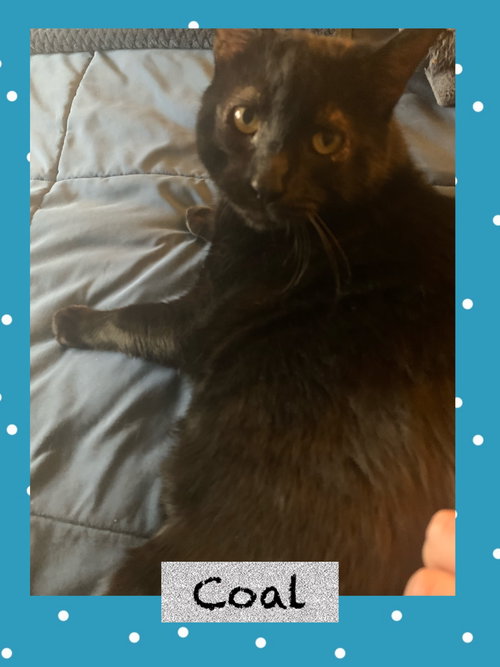 Coal