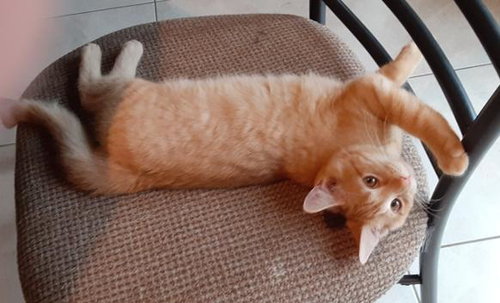 Mufasa
