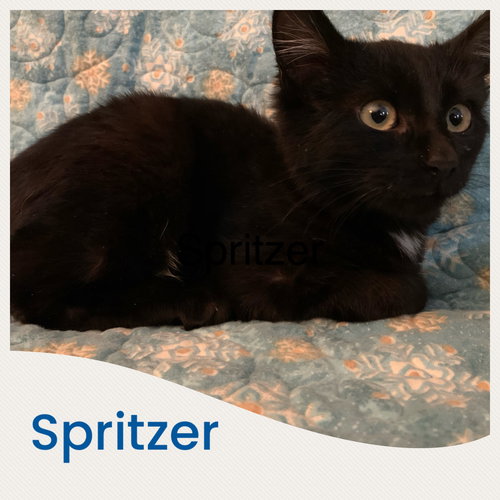 Spritzer
