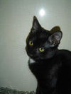 Otto