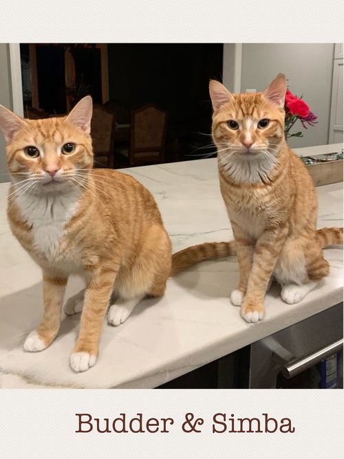 Budder (with Simba)