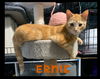 Ernie (with Bert)