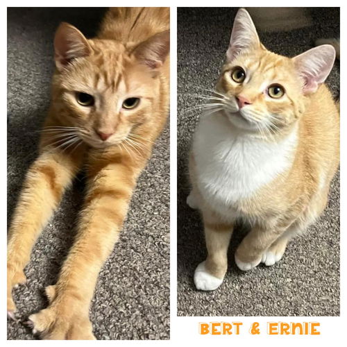 Ernie (with Bert)