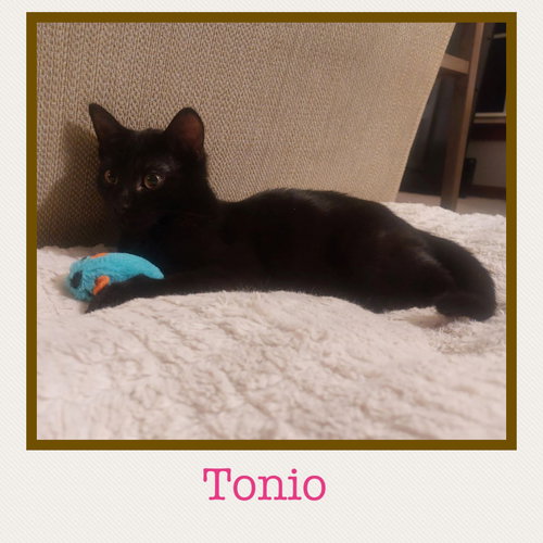 Tonio