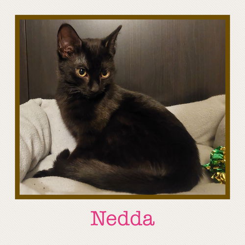 Nedda