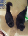 Bentley (with Leo)