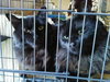 Bentley (with Leo)