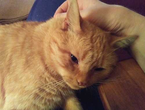 Murray