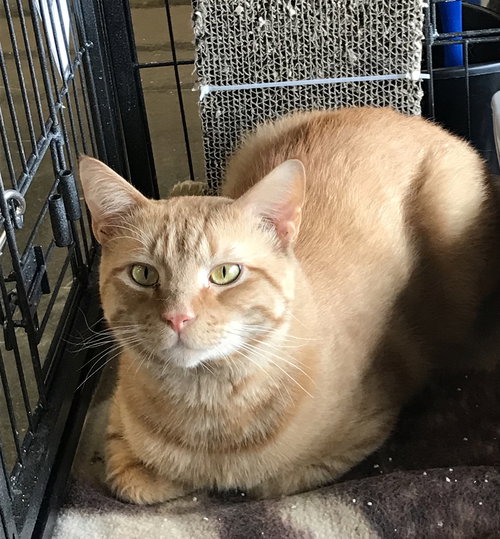 Furguson