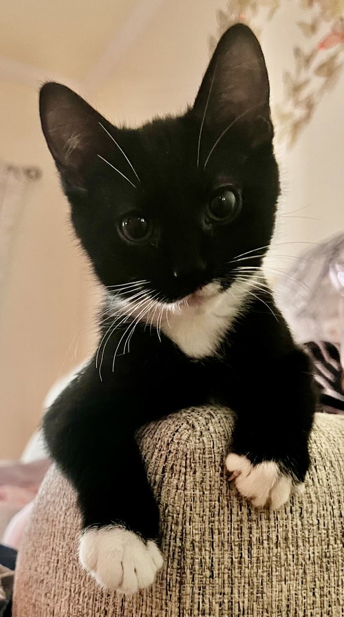 Ozzie