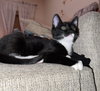 Ozzie