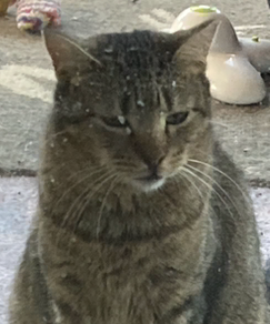 KitKat(BH)