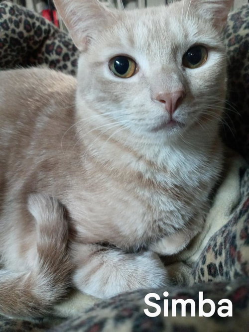 Simba (with Junior)(BH)