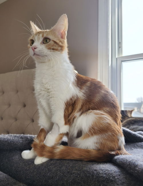Peanut