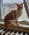 Peanut