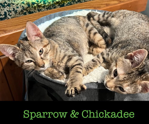 Sparrow (with Chickadee)