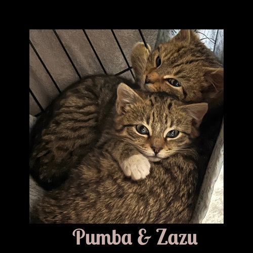 Pumba (with Zazu)