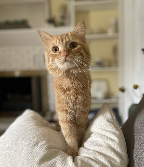 Simba (with Cali)