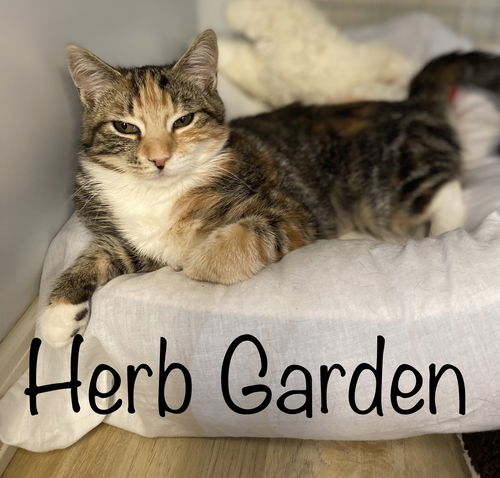 Herb Garden